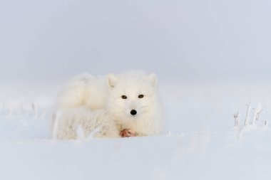 Kuzey Kutbu tilkisi (Vulpes Lagopus) Wilde Tundra 'da. Kutup tilkisi yalan söylüyor. Tundra 'da uyumak.