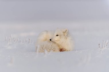 Kuzey Kutbu tilkisi (Vulpes Lagopus) Wilde Tundra 'da. Kutup tilkisi yalan söylüyor. Tundra 'da uyumak.