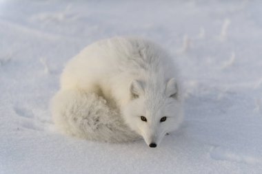 Kuzey Kutbu tilkisi (Vulpes Lagopus) Wilde Tundra 'da. Kutup tilkisi yalan söylüyor. Tundra 'da uyumak.