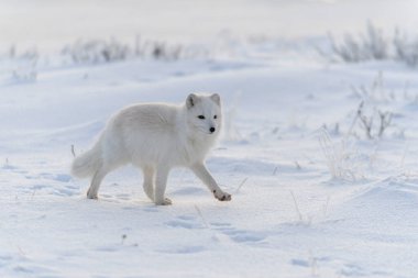 Kışın tundrada vahşi kutup tilkisi (Vulpes Lagopus). Beyaz kutup tilkisi.