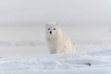 Kışın tundrada vahşi kutup tilkisi (Vulpes Lagopus). Beyaz kutup tilkisi.