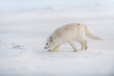 Kışın tundrada vahşi kutup tilkisi (Vulpes Lagopus). Beyaz kutup tilkisi.