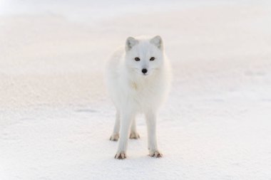 Kışın tundrada vahşi kutup tilkisi (Vulpes Lagopus). Beyaz kutup tilkisi.