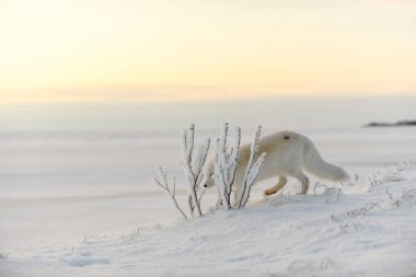 Kışın tundrada vahşi kutup tilkisi (Vulpes Lagopus). Beyaz kutup tilkisi.