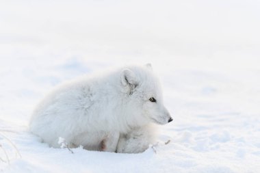 Kuzey Kutbu tilkisi (Vulpes Lagopus) Wilde Tundra 'da. Kutup tilkisi yalan söylüyor. Tundra 'da uyumak.