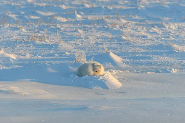 Αρκτική Αλεπού Vulpes Lagopus Στην Άγρια Τούνδρα Αρκτική Αλεπού Ψεύδεται — Φωτογραφία Αρχείου