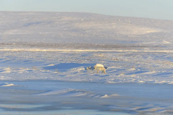 Kuzey Kutbu Tilkisi Vulpes Lagopus Wilde Tundra Kutup Tilkisi Yalan — Stok fotoğraf