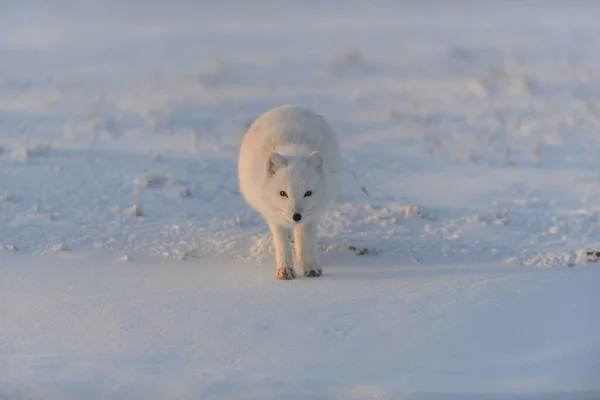 Sarki Róka Vulpes Lagopus Wilde Tundrán Naplementekor Arany Óra — Stock Fotó