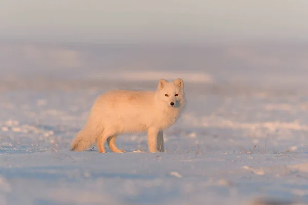 Zorro Ártico Vulpes Lagopus Tundra Salvaje Atardecer Hora Dorada — Foto de Stock