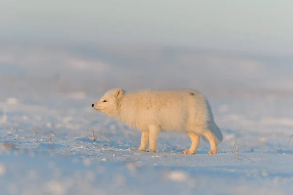 Polarfuchs Vulpes Lagopus Der Wilden Tundra Bei Sonnenuntergang Goldene Stunde — Stockfoto