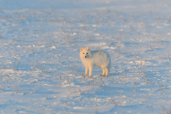 Arctische Vos Vulpes Lagopus Wilde Toendra Bij Zonsondergang Gouden Uur — Stockfoto