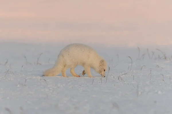 Raposa Ártica Vulpes Lagopus Tundra Selvagem Pôr Sol Hora Ouro — Fotografia de Stock