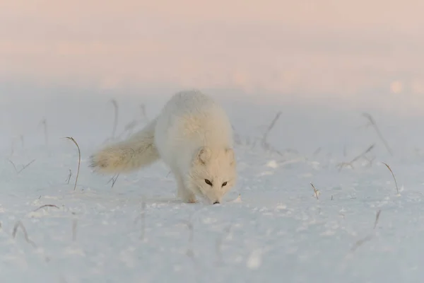 Арктична Лисиця Vulpes Lagopus Вільній Тундрі Під Час Заходу Сонця — стокове фото