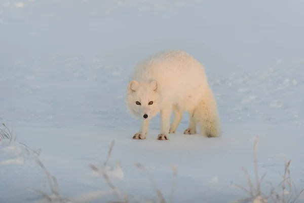 북극여우 Vulpes Lagopus 툰드라 지대에서 서식한다 황금시간대 — 스톡 사진