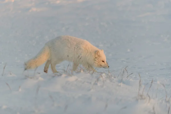 Zorro Ártico Vulpes Lagopus Tundra Salvaje Atardecer Hora Dorada — Foto de Stock