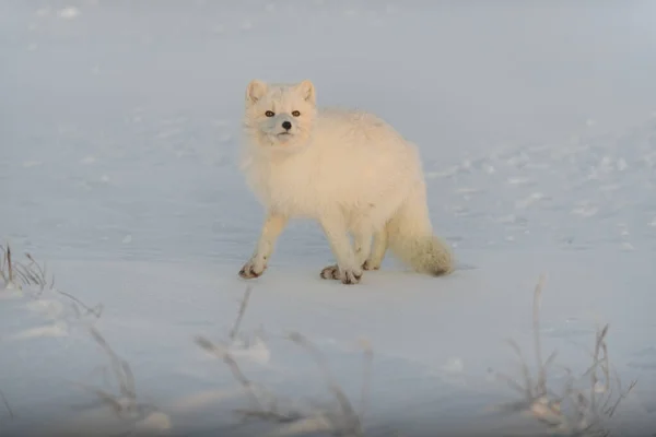 Αρκτική Αλεπού Vulpes Lagopus Στην Άγρια Τούνδρα Ηλιοβασίλεμα Χρυσή Ώρα — Φωτογραφία Αρχείου