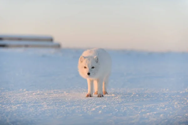 Arctische Vos Vulpes Lagopus Winter Toendra Met Industriële Achtergrond — Stockfoto
