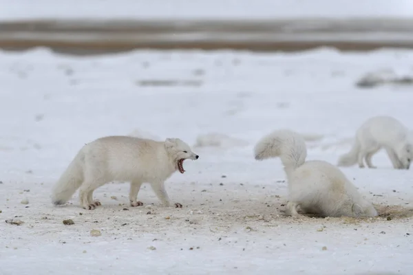 Raposas Árticas Selvagens Lutando Tundra Inverno Raposa Ártica Branca Agressiva — Fotografia de Stock