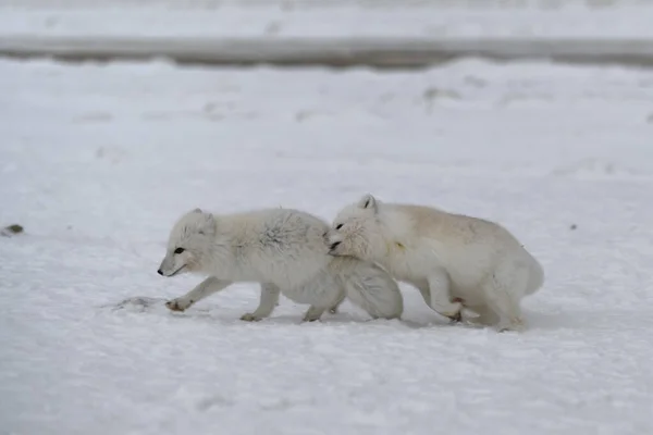 Raposas Árticas Selvagens Lutando Tundra Inverno Raposa Ártica Branca Agressiva — Fotografia de Stock