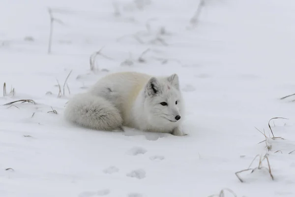 Sarkvidéki Róka Télen Szibériai Tundrán — Stock Fotó