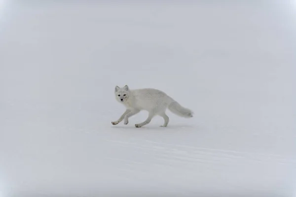 Raposa Ártica Tempo Inverno Tundra Siberiana — Fotografia de Stock