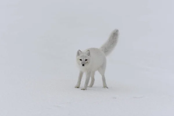 冬のツンドラで幸せな北極キツネ 面白い北極狐 — ストック写真