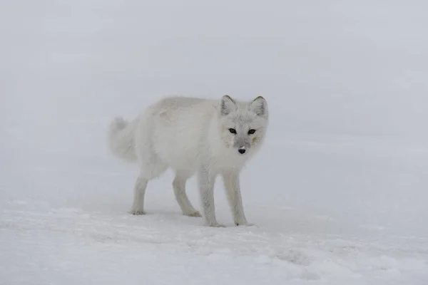 Arctische Vos Winter Siberische Toendra — Stockfoto