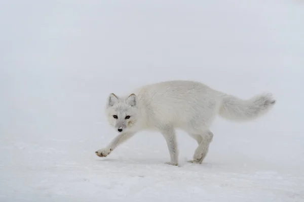 Polarfuchs Winter Der Sibirischen Tundra — Stockfoto