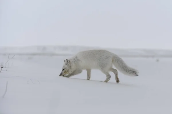 Renard Arctique Hiver Dans Toundra Sibérienne — Photo
