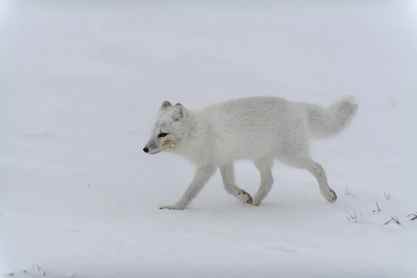 Polarfuchs Winter Der Sibirischen Tundra — Stockfoto