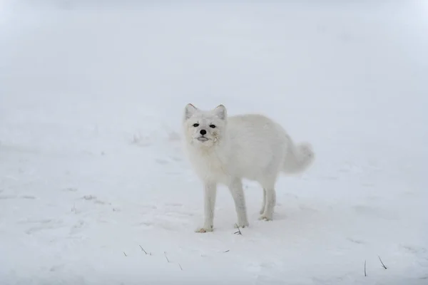 シベリアツンドラで冬の時間の北極キツネ — ストック写真