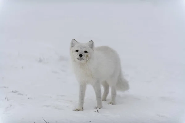 Renard Arctique Hiver Dans Toundra Sibérienne — Photo