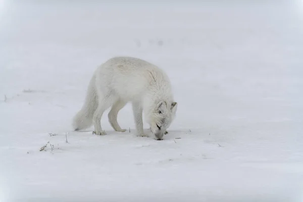 Sarkvidéki Róka Télen Szibériai Tundrán — Stock Fotó