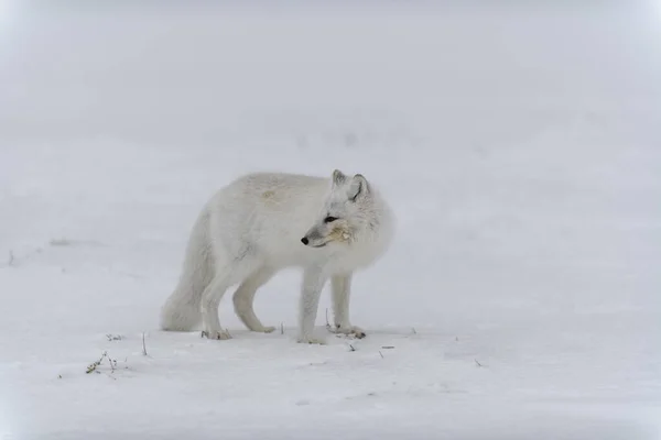 Arctische Vos Winter Siberische Toendra — Stockfoto