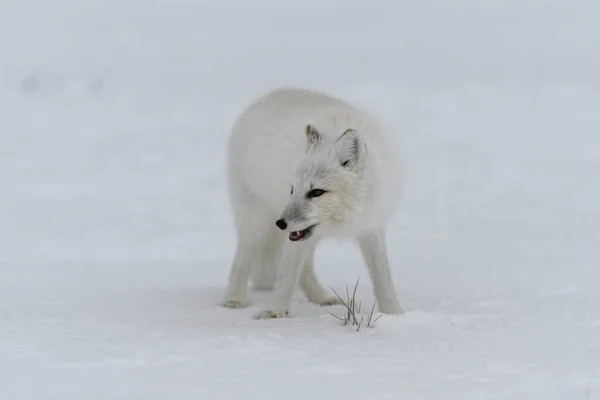 シベリアツンドラで冬の時間の北極キツネ — ストック写真