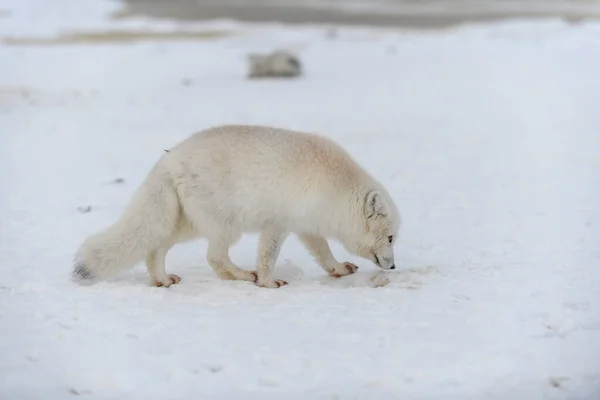 Raposa Ártica Tempo Inverno Tundra Siberiana — Fotografia de Stock