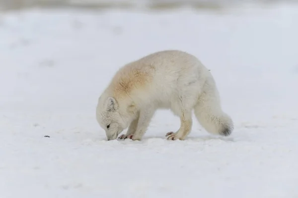 Lis Arktyczny Okresie Zimowym Tundrze Syberyjskiej — Zdjęcie stockowe