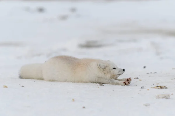 シベリアツンドラで冬の時間の北極キツネ — ストック写真