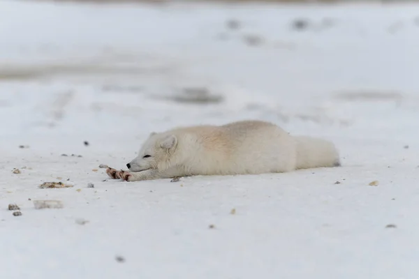 Arctische Vos Winter Siberische Toendra — Stockfoto