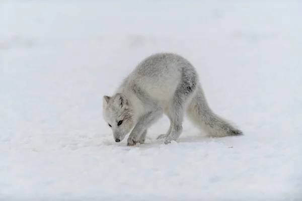 Junger Polarfuchs Der Wintertundra Graufuchswelpen — Stockfoto