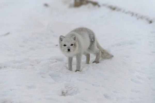Νεαρή Αρκτική Αλεπού Στη Χειμερινή Τούνδρα Γκρίζο Αρκτικό Κουτάβι Αλεπού — Φωτογραφία Αρχείου