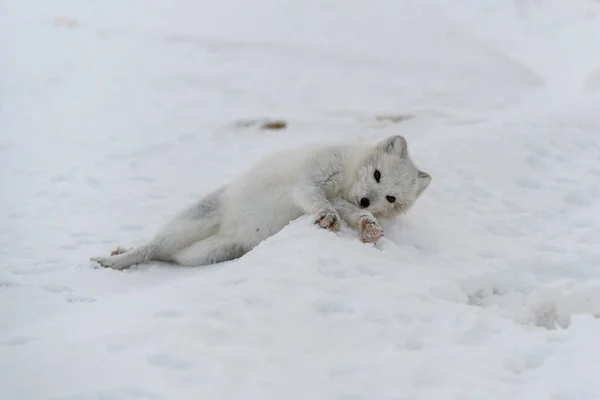 冬季冻土带里的年轻的北极狐狸 灰北极狐狸小狗 — 图库照片