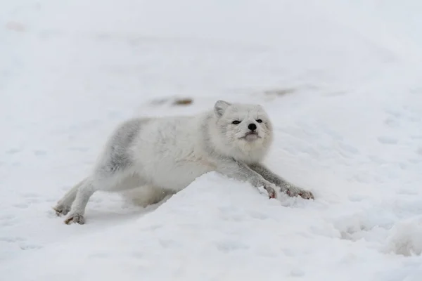 Młody Lis Arktyczny Zimowej Tundrze Szary Szczeniak Arktyczny — Zdjęcie stockowe