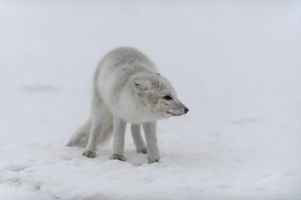 冬のツンドラで若い北極キツネ 灰色の北極キツネの子犬 — ストック写真