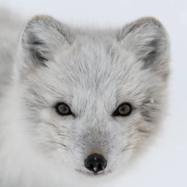 Cabeça Raposa Ártica Selvagem Artico Raposa Fechar — Fotografia de Stock