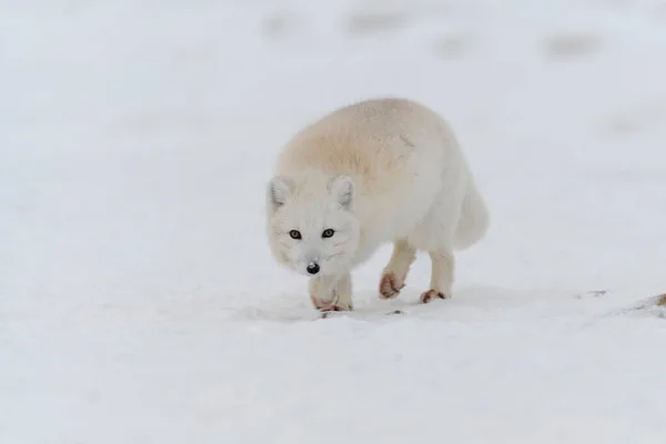 Arktisk Räv Vintern Sibirisk Tundra — Stockfoto