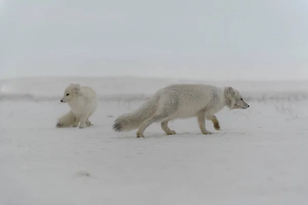 Raposa Ártica Selvagem Vulpes Lagopus Tundra Inverno — Fotografia de Stock