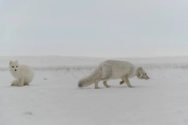 冬のツンドラで野生の北極キツネ Vulpes Lagopus — ストック写真