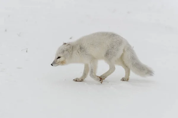 Wilde Poolvos Vulpes Lagopus Toendra Winter — Stockfoto