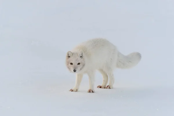 Raposa Ártica Selvagem Vulpes Lagopus Tundra Inverno Raposa Ártica Branca — Fotografia de Stock